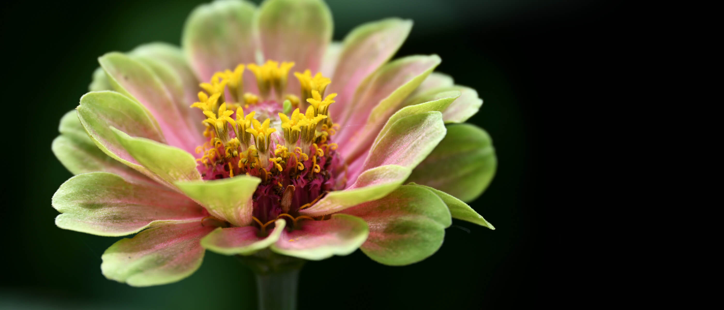 photo of a flower, taken with the NIKKOR Z DX 18-140mm f/3.5-6.3 VR lens