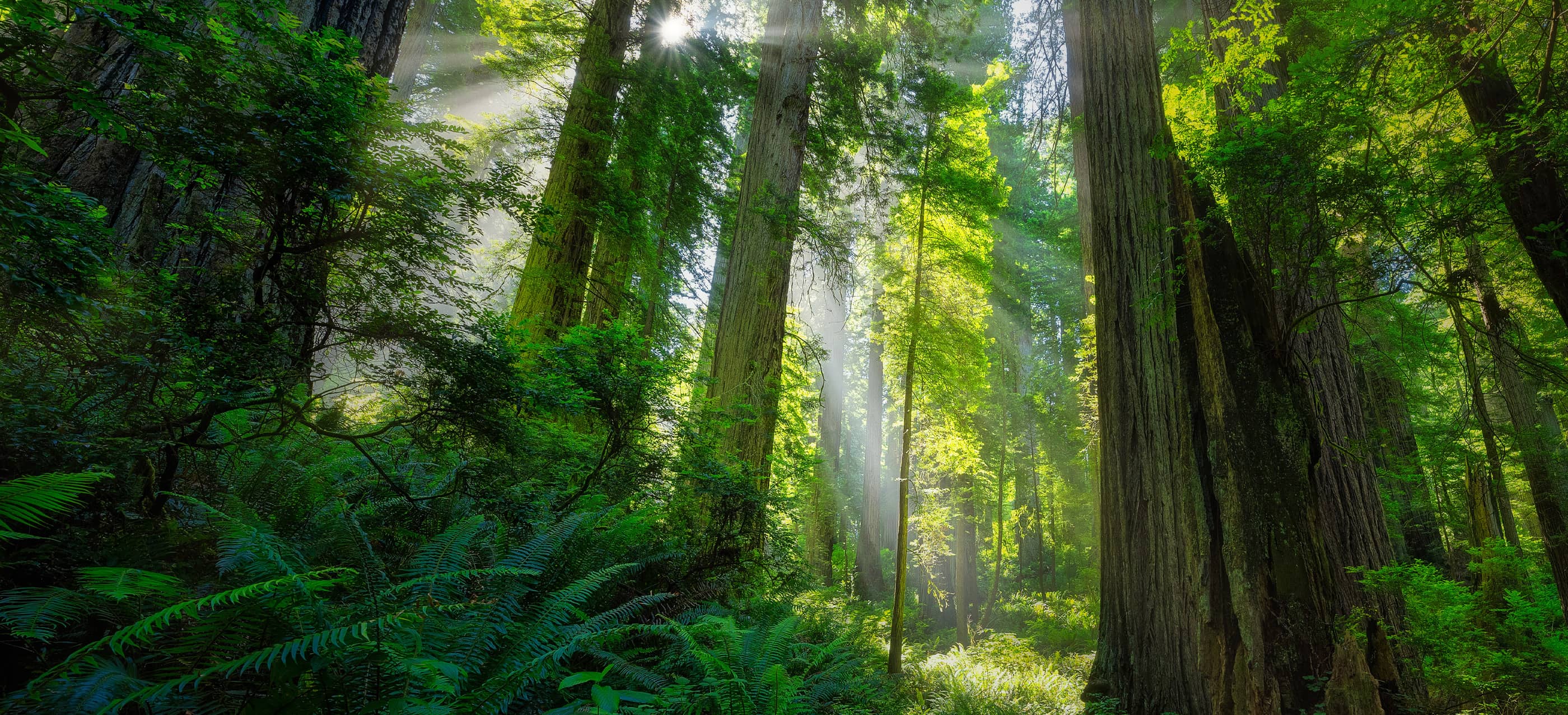 Photo of a forest, taken with the NIKKOR Z 14-24mm f/2.8 S lens