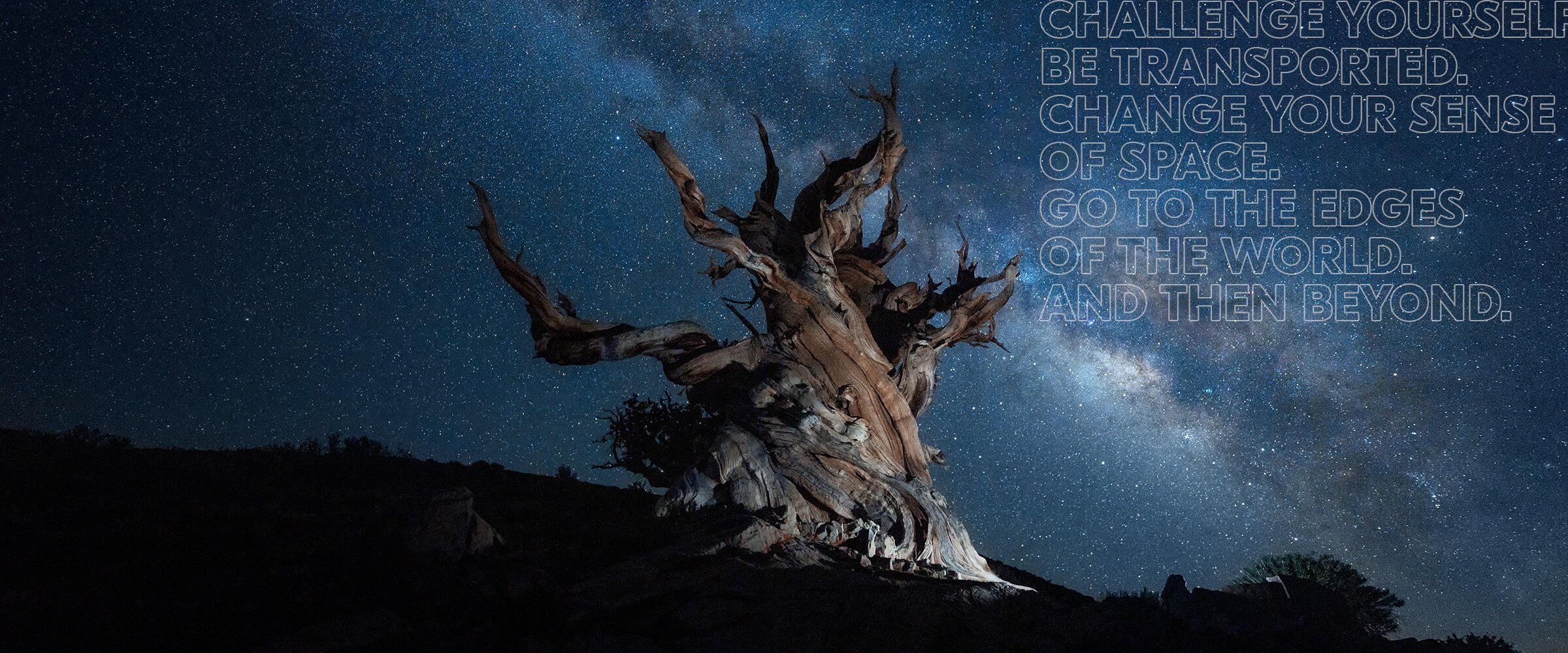 Night sky and a twisted tree, taken with the NIKKOR Z 14-24mm f/2.8 S lens