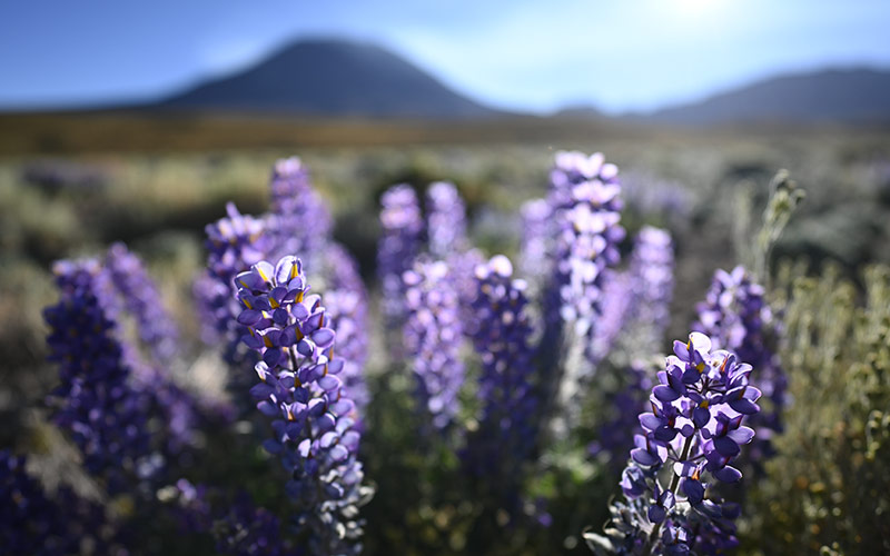 Foto di fiori viola nel deserto con profondità di campo ridotta, scattata con il NIKKOR Z 20 mm f/1,8 S