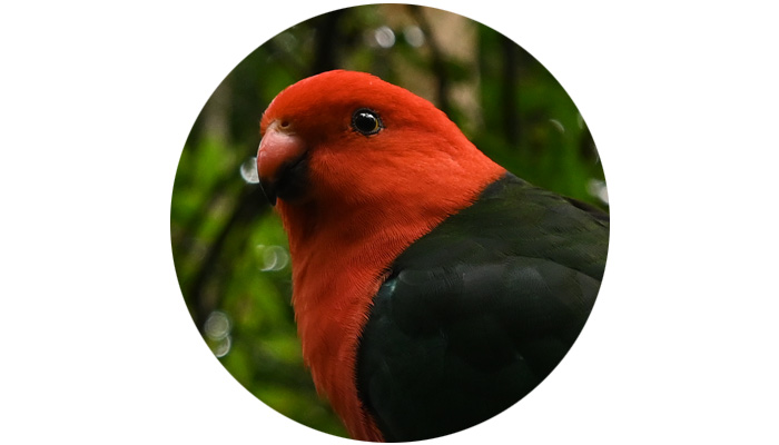 photo of a red bird taken with the NIKKOR Z 14-30mm f/4 S lens