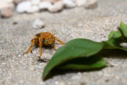 photo of a bug taken with the Z 7 and NIKKOR Z 24-70mm f/4 S lens