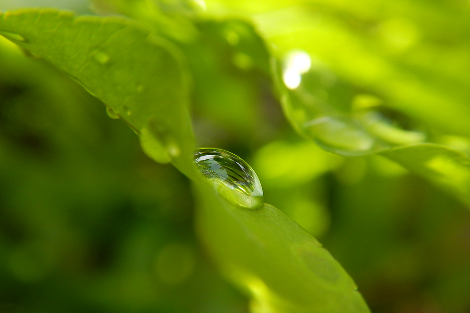 Photo of a drop of water on a leaf, shot with the COOLPIX W300