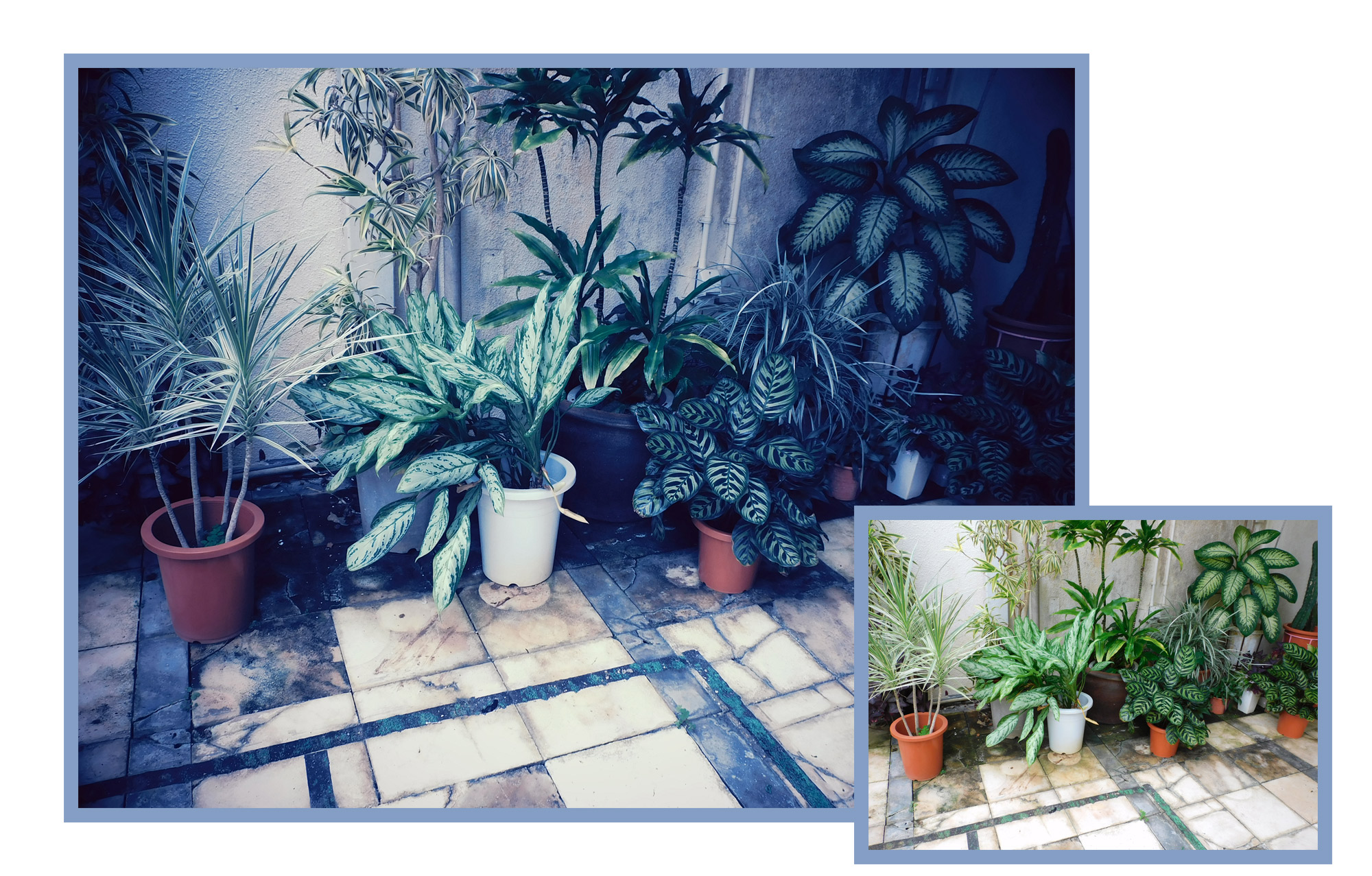 Nikon COOLPIX B600 photo of plants on a patio, with a creative effect, inset with the original photo