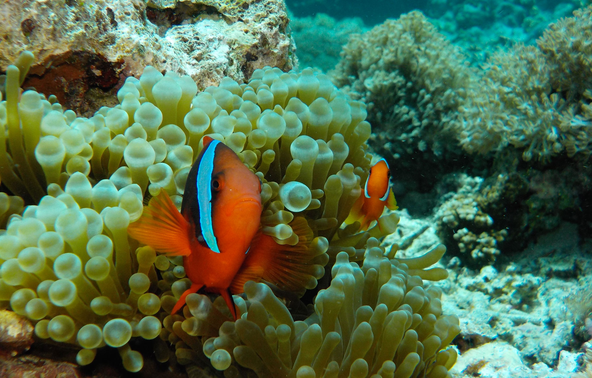 COOLPIX W150 photo of a clownfish on a reef underwater