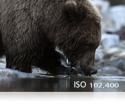 D5 photo of a bear drinking water from a river