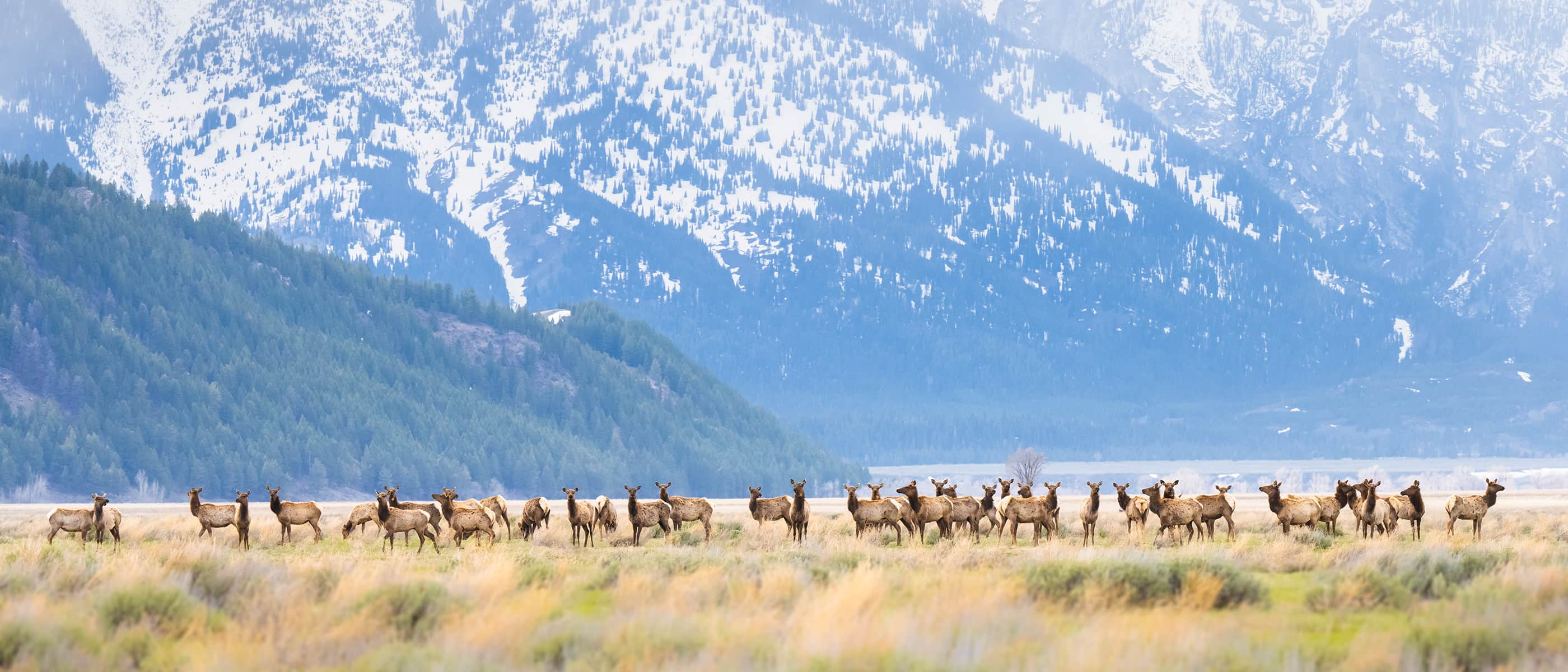 Photo of a herd of animals in a valley with hills and snowy mountains in the background