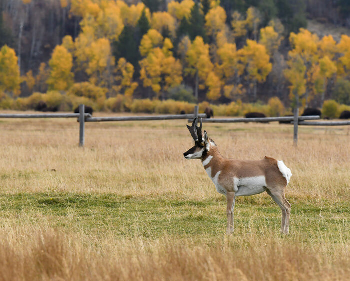 Photo of a pronghorn in a field in Wyoming