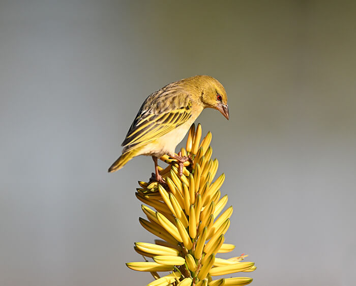 Photo of a yellow bird on top of a tree