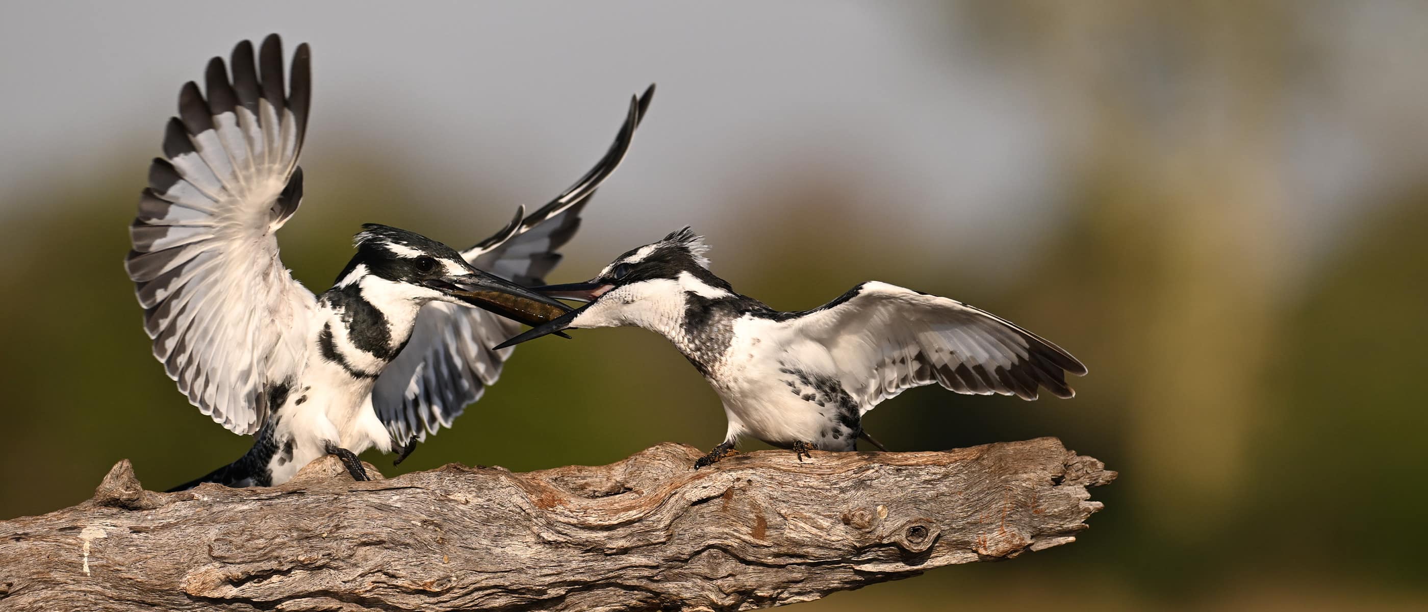 Photo of a bird feeding another one on a tree trunk