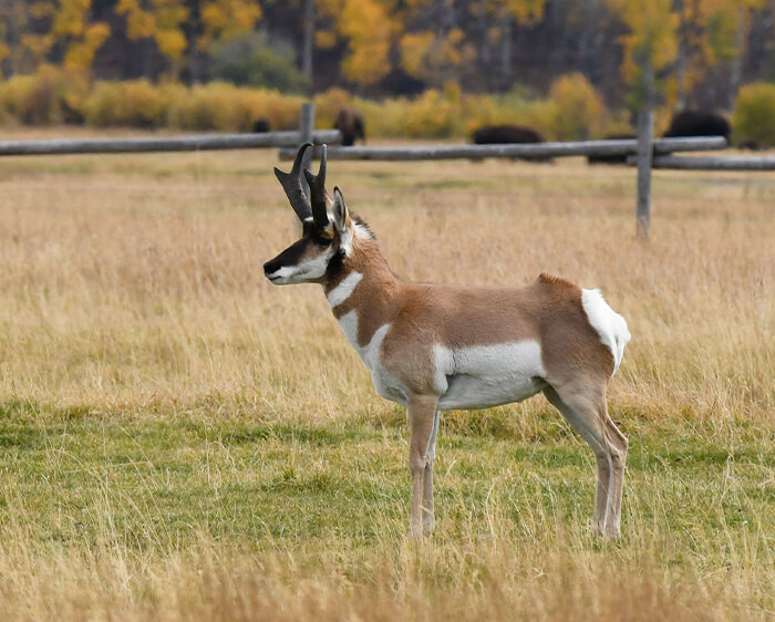 Photo of a pronghorn in a field