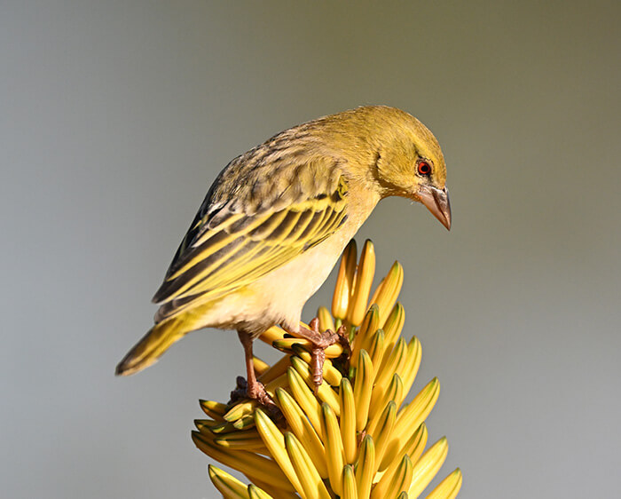photo of a yellow bird on a tree top