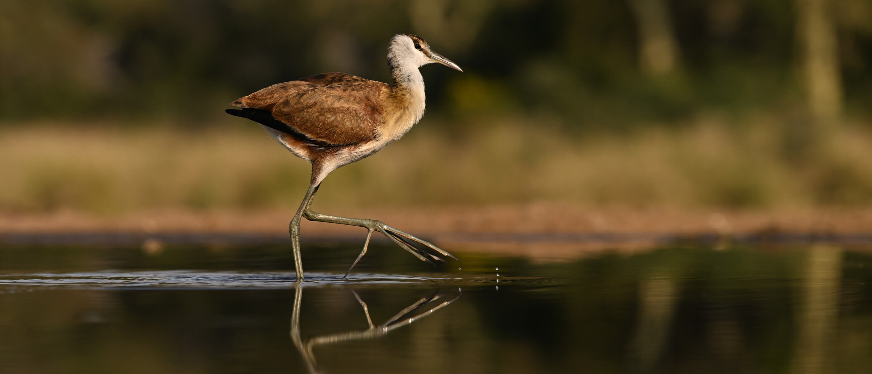 photo of a bird taking a big step with its large foot out of water