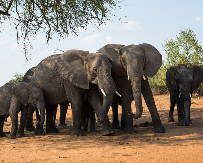 PROSTAFF P7 10X30 provide high definition views photo of a family of elephants