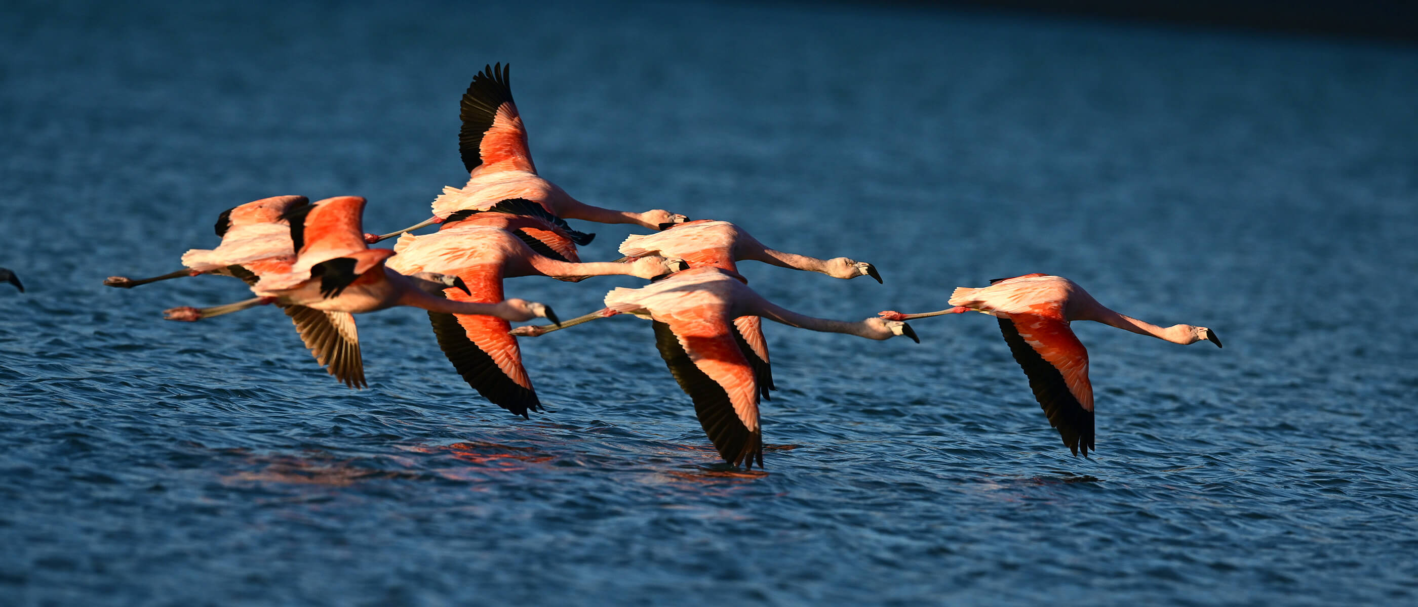 photo of flamingoes in flight over water