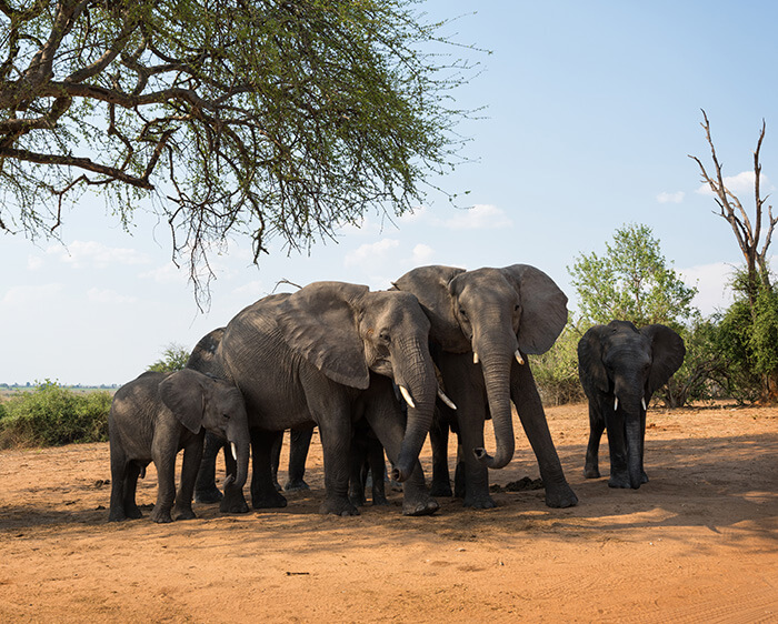 PROSTAFF P7 8X30 provide high definition views photo of a family of elephants