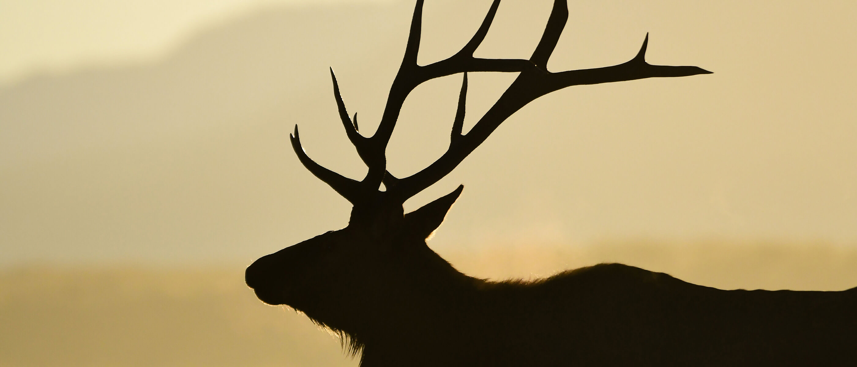 Photo of an elk in silhouette at sunrise
