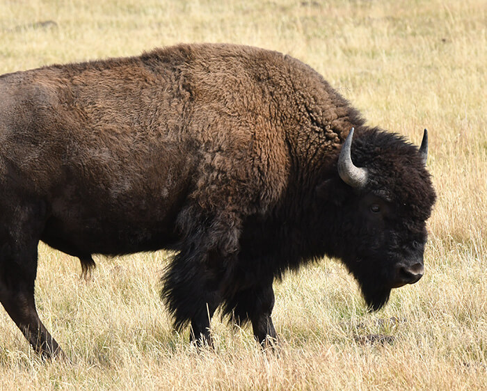 Photograph of a bison in a field