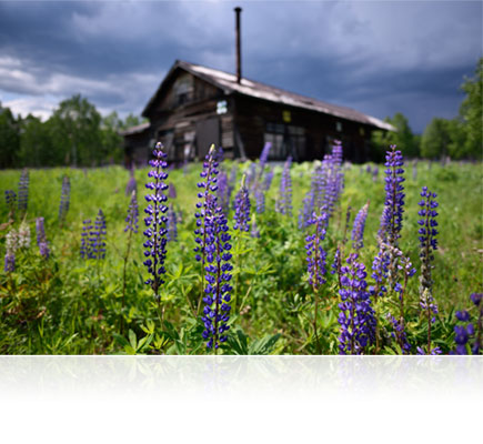 Landscape photo of purple flowers in greenery with a house in the background shot using the AF-S NIKKOR 20mm f/1.8G ED lens