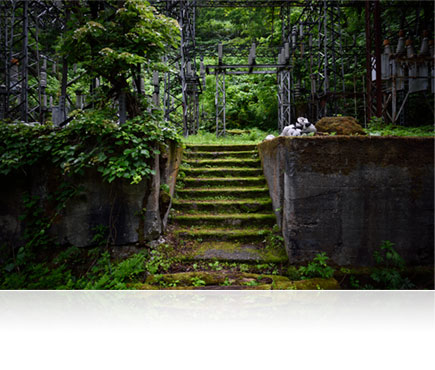 Low light overgrown steps and shell of a building shot with the AF-S NIKKOR 20mm f/1.8G ED lens