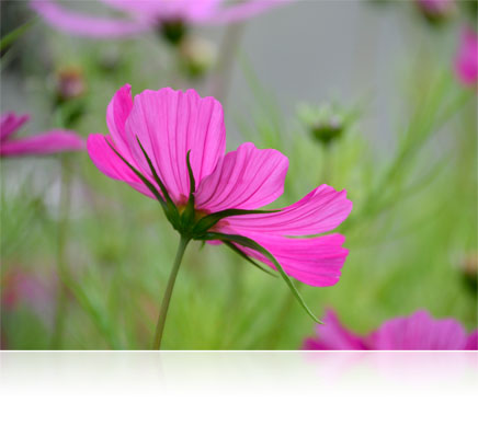 Photo d'une prise de fleur avec l'objectif AF-S DX Nikkor 18-300 mm f / 3,5-6,3g Ed VR