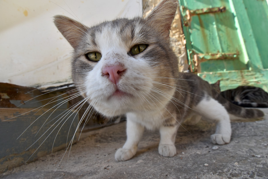 Photo of a cat taken with the AF-P DX NIKKOR 10-20mm f/4.5-5.6G VR lens
