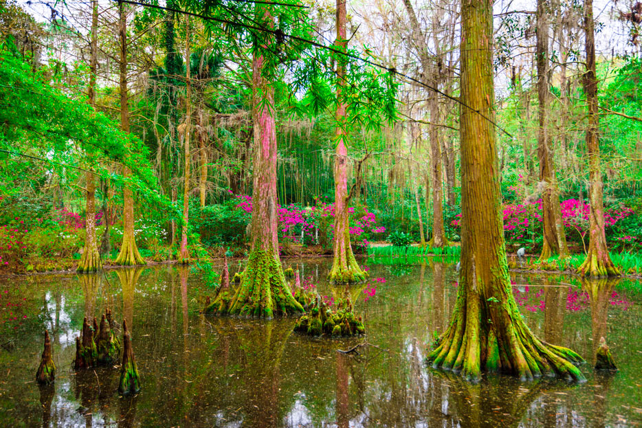 Photo of trees in a mangrove swamp shot with the AF-S NIKKOR 16-35mm f/4G ED VR lens