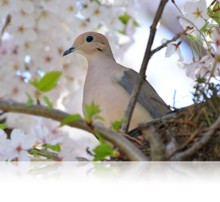 Photo of a bird in a tree shot with the AF VR Zoom-NIKKOR 80-400mm f/4.5-5.6D ED lens