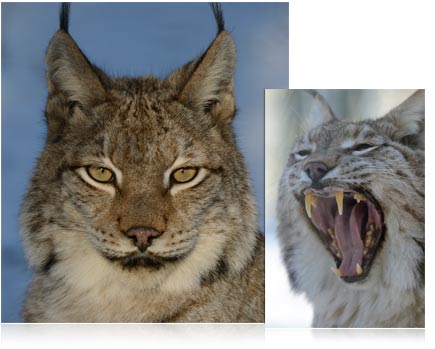 Deux photos d'un chat sauvage, un portrait en gros plan, l'autre de la bouche du chat s'ouvre dans un bâille