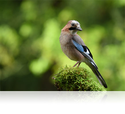 photo of a bird against a blurred green forest background shot with the AF-S NIKKOR 200-500mm f/5.6E ED VR