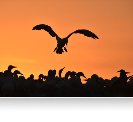 Photo of a bird in flight silhouetted over a flock of birds, with an orange sky, shot with the AF-S NIKKOR 600mm f/4E FL ED VR lens